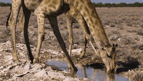 Two giraffes drinking at a puddle. One giraffe's head is close to water surface. Then it raises head and steps into water, splashing. In background another giraffe lowers and raises head. Medium shot - Powered by Shutterstock - Get 15% off with code: PIKWIZARD15