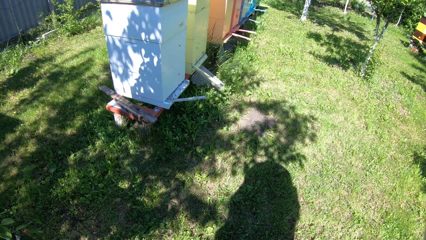 Colorful beehives in a row with honeybees flying near the entrance. Camera moves along hives and ends with a close-up of bee activity at hive entrance. Sunny day in apiary.
