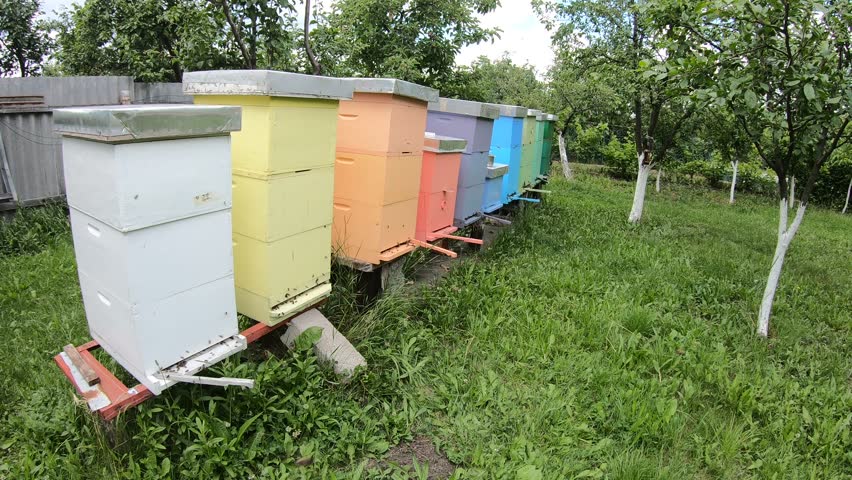 Colorful beehives in a row with honeybees flying near the entrance. Camera moves along hives and ends with a close-up of bee activity at hive entrance. Sunny day in apiary.
