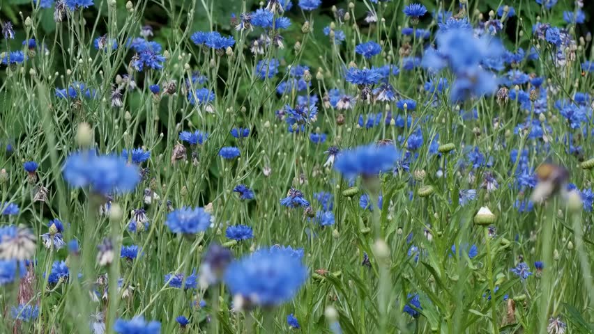 Vibrant blue flowers blooming in a serene garden landscape