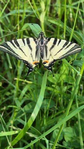 Close-up of a beautiful swallowtail butterfly resting on green grass in a summer meadow. Nature and wildlife in detail.