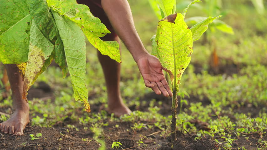 Close-up of farmer hand harvesting tobacco leaf in a plantation