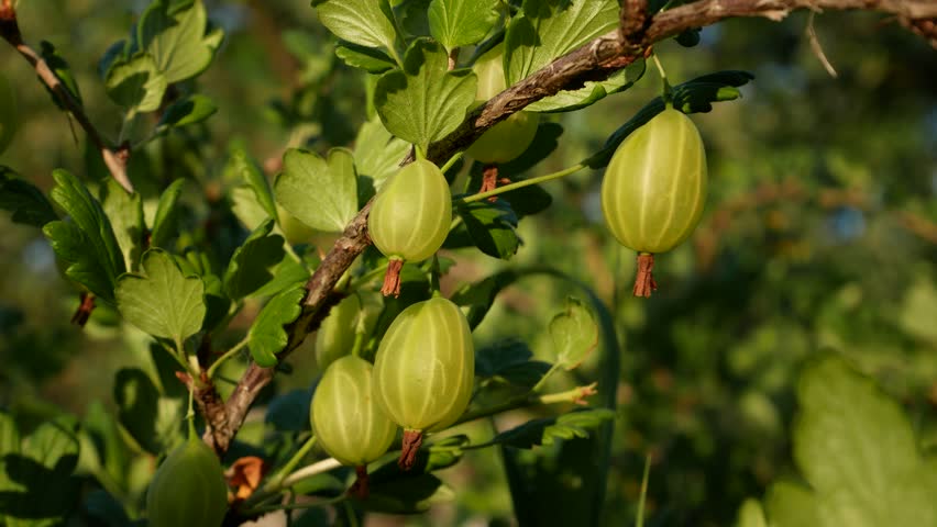 Large ripe gooseberries on a bush in the garden. Growing organic berries. Vitamin dessert for a healthy diet. Summer berries.