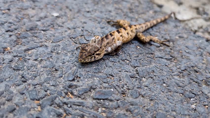 Eastern fence lizard (Sceloporus undulatus) basking on an asphalt road in Dehradun, Uttarakhand. This beautiful reptile is captured outside its natural habitat.