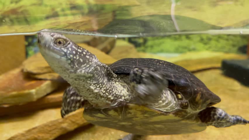 A turtle swims in a terrarium. Video