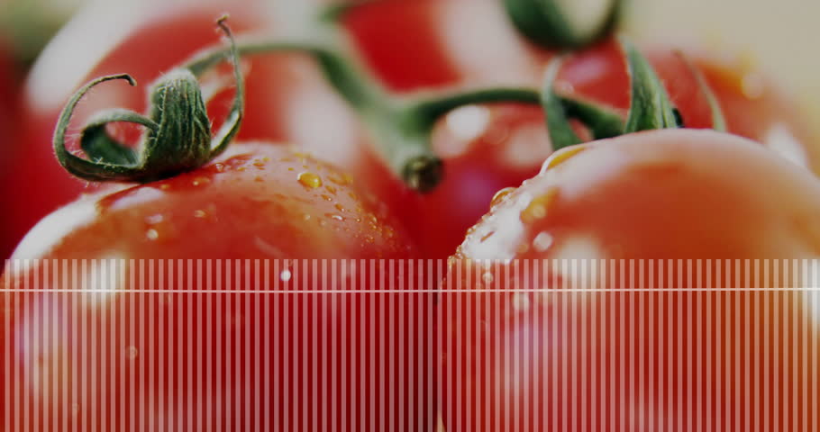 Shutterstock Video