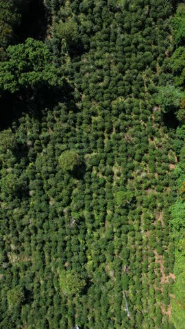 Vertical Drone Shot of Coffee Plantation Fields, Green Rows of Plants