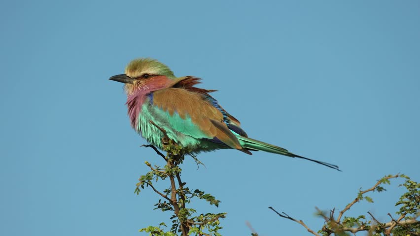 A colorful lilac-breasted roller sits on top on a tree and surveys its surroundings, Kruger National Park.