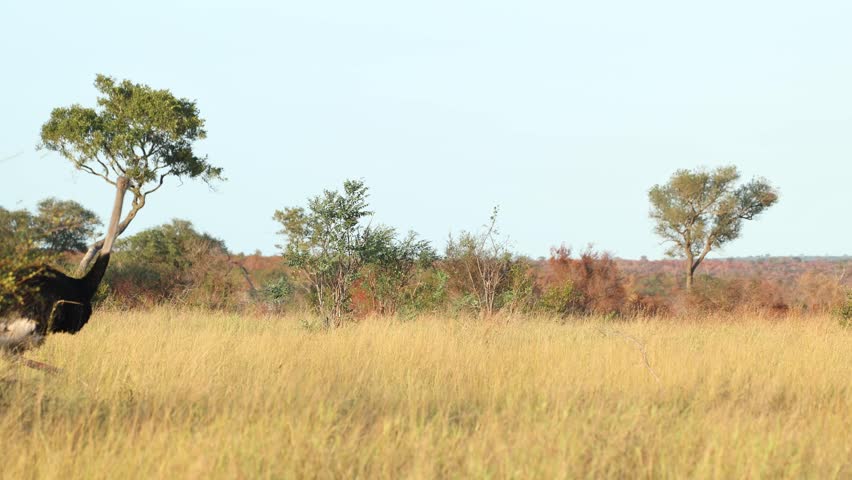 A male common ostrich walks through the dry savannah with trees in the background, Kruger National Park.