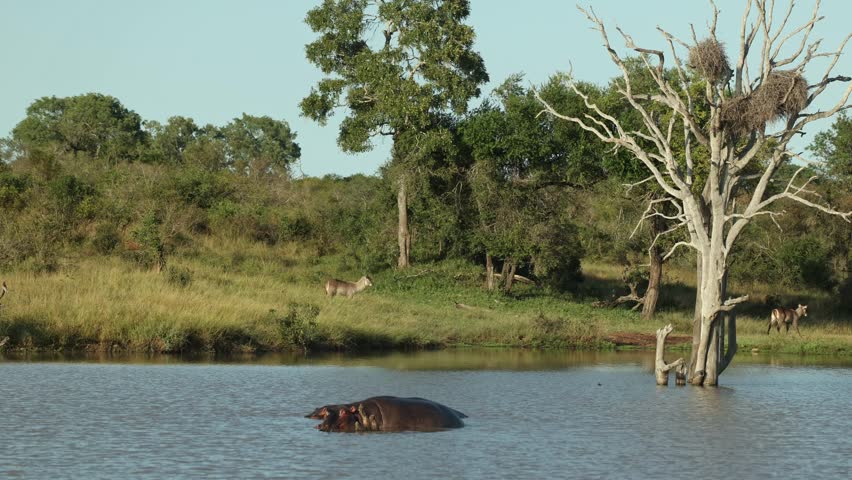 Two hippos relaxing in a waterhole with a dead tree full of bird nests behind them while a lone waterbuck walks on the banks in the green grass, Kruger National Park.