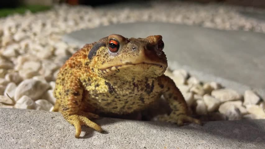 Common Toad with pulsating Throat Pouch sitting motionless on stone floor