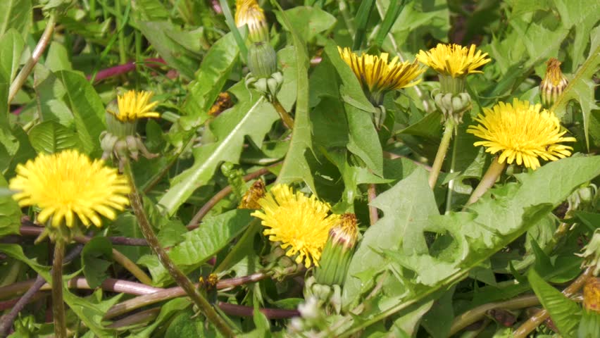 Blooming dandelions on a sunny day. Close-up.