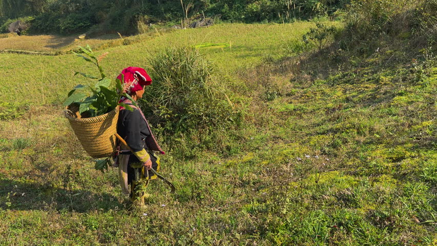 Traditional Black Dao woman foraging herbs in Tả Phìn, Sa Pa, walking with a basket in the grass and hills - Vietnam