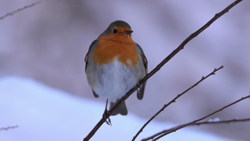 European Robin perched on small twig in winter, facing camera, centered close up, Norway.