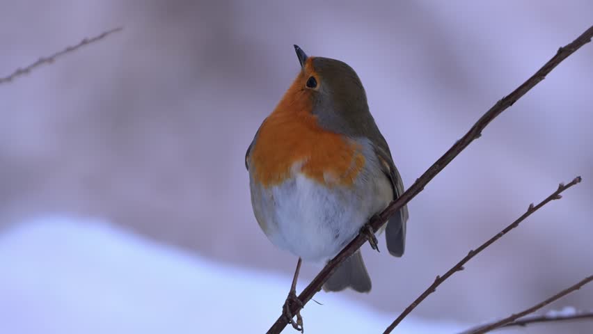 European Robin perched on twig looking up, turns back to camera, winter snow background, Norway, close up.