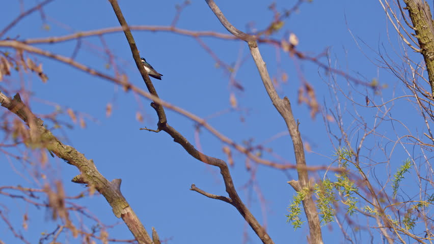Stunning slow-mo of purple martins gliding effortlessly during a spring morning.