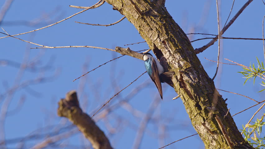Slow motion captures the pulse of purple martins’ spring aerial display.