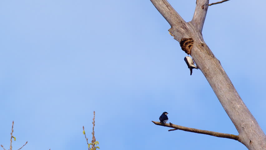 Catch purple martins in peak form with this incredible slow-mo spring flight.