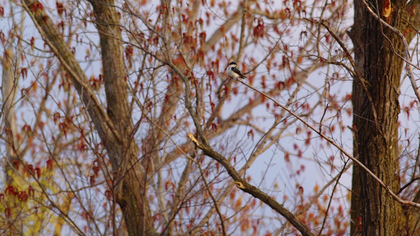 Beautifully detailed slow-mo footage of purple martins during a crisp spring morning.