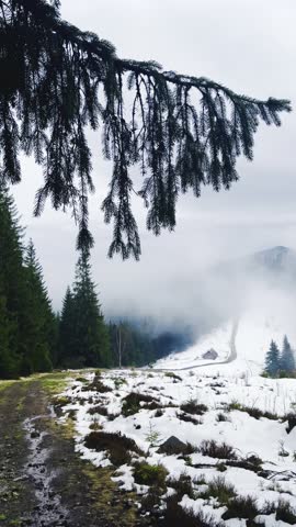 Landscape, forest in fog, mountains and snow, spring