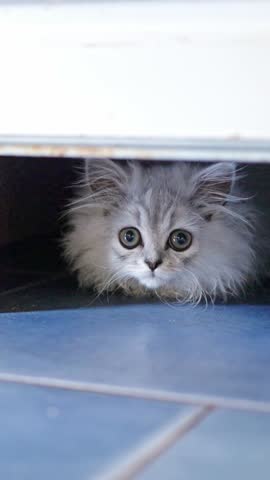 A Curious Kitten Peeking Out from Beneath the Door, Engaged in Fascinating Exploration
