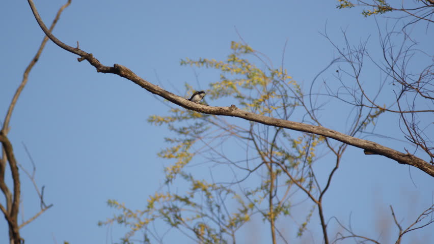 Gorgeous spring sky filled with slow motion purple martin flight choreography.