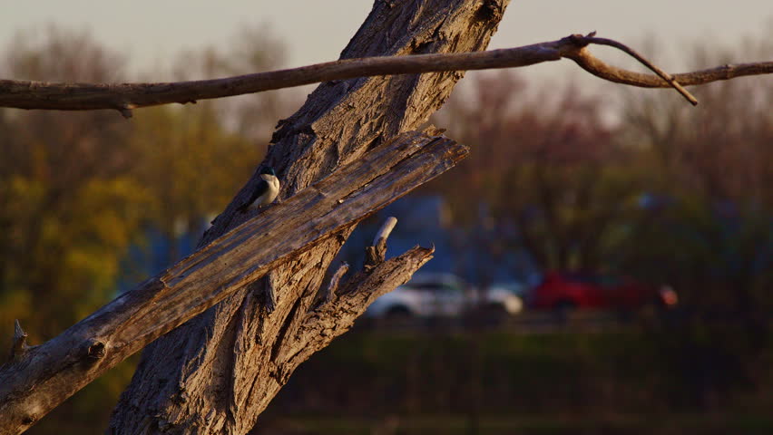 Slow motion bird ballet: purple martins swirl on a bright spring morning.