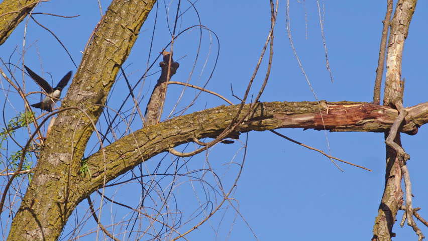Slow motion video of purple martins performing intricate aerial displays in morning light.