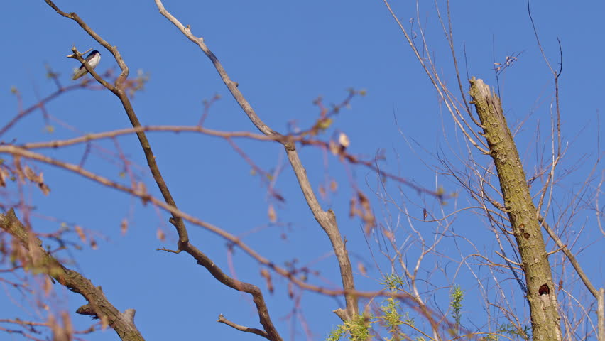 A symphony of wings: purple martins captured in slow-mo during springtime.