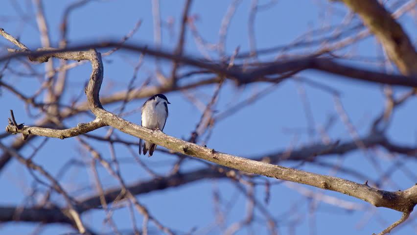 Slow-mo brings out the finesse of purple martins’ spring flight.