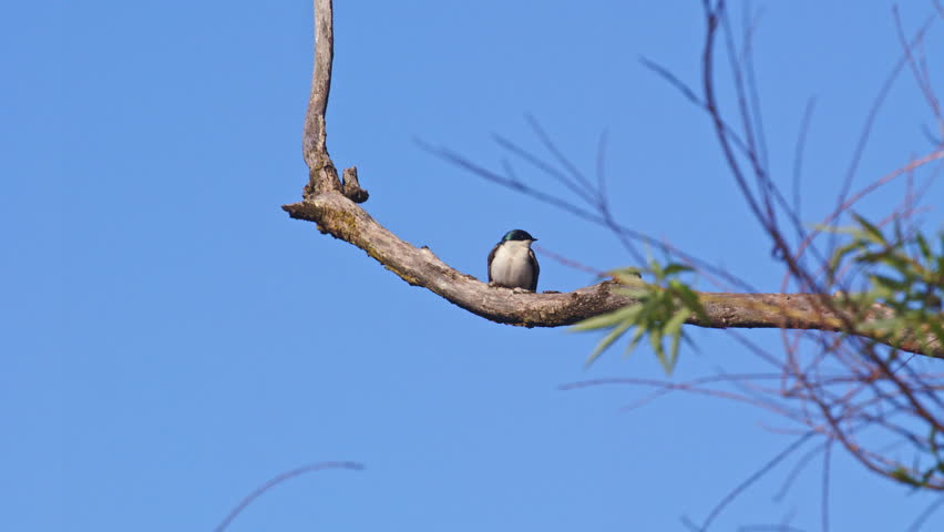 Purple martins ride the breeze in mesmerizing slow motion this spring.
