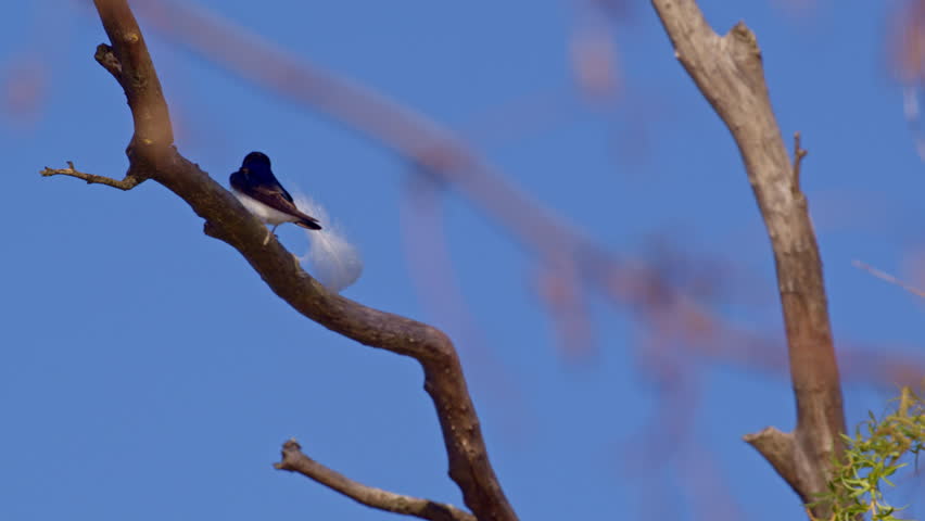 Spring in flight: purple martins caught in a dreamy slow motion swirl.
