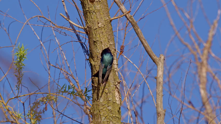 Slow-mo reveals the precision of purple martins’ flight in spring air.
