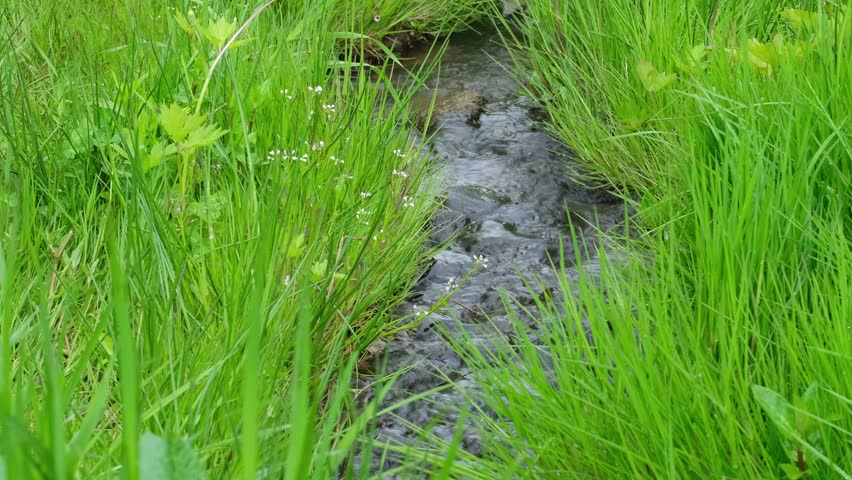 A small stream among the green grass.
