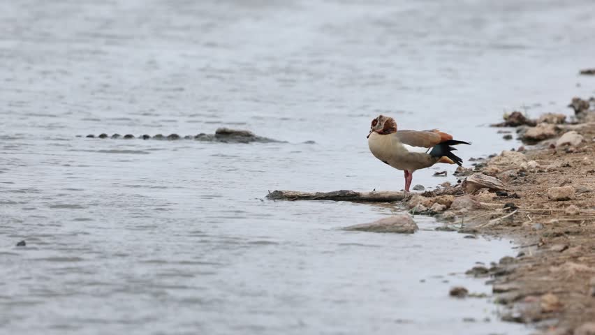 An Egyptian goose grooming while standing at the water's edge with a Nile crocodile lying in the shallow water in the background, Kruger National Park.