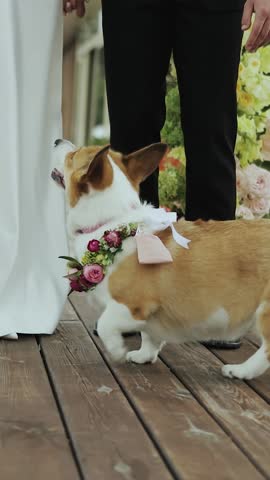 A corgi dog with a flower collar sits on a wooden deck beside a bride and groom, wedding ceremony with cute corgi dog, slow motion. Close-up. Vertical video