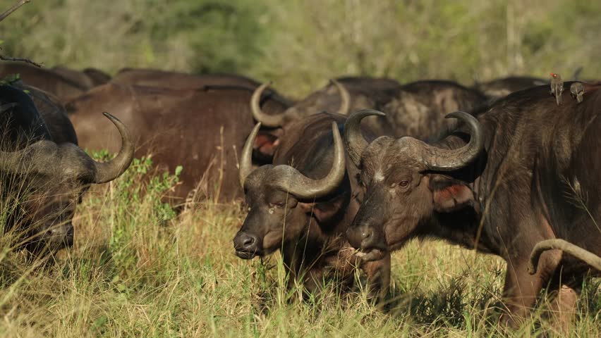 A herd of Cape buffaloes feeding in the tall green grass in Kruger National Park.