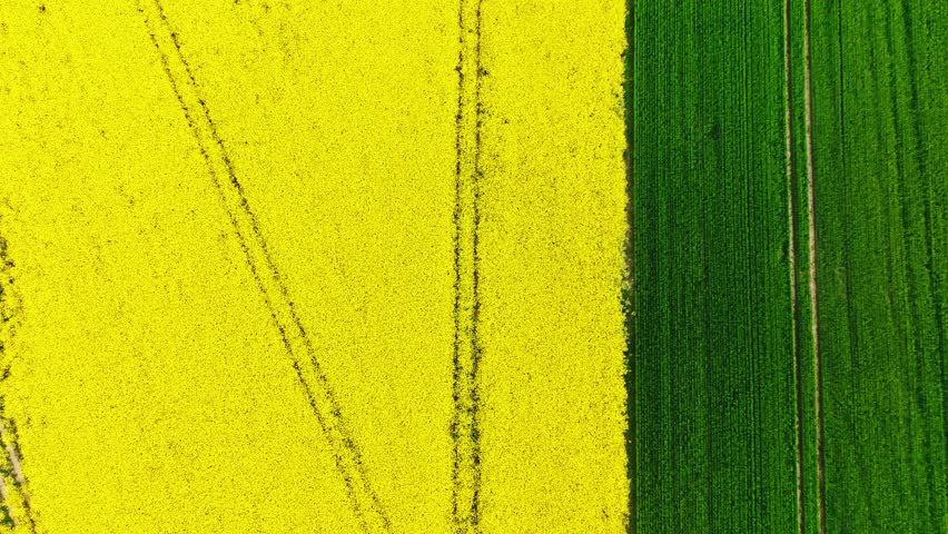 Top-down view, bright yellow rapeseed and lush green fields, perfect symmetry