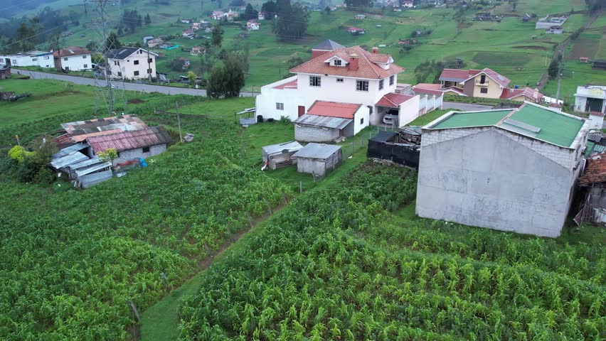 4K aerial drone view of rural farmland with green cornfields, cows grazing, and surrounding farms in Ecuador. Perfect for agriculture, livestock, and rural life projects.
