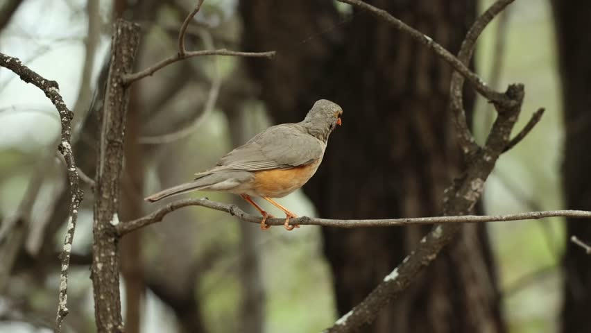 A Kurrichane thrush sitting on a little branch without leaves, Kruger National Park.