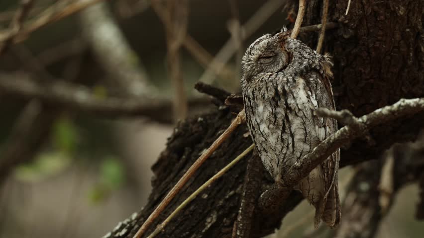 A little scops-owl sleeping while perched on a branch during a windy day, Kruger National Park.