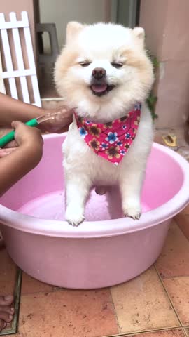 A white Pomeranian is taking a bath in a basin.