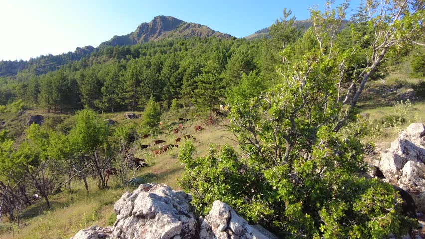 Goats graze on the mountain slopes of Turkey on an early summer morning.