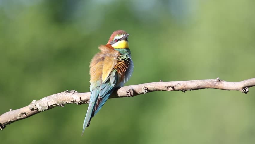 European bee-eater, merops apiaster. A bird sits on a branch with its feathers fluffed up