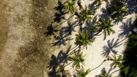 Drone top down of palm tree shadows stretching over white sand under direct sun, slow orbit rotation - Powered by Shutterstock - Get 15% off with code: PIKWIZARD15