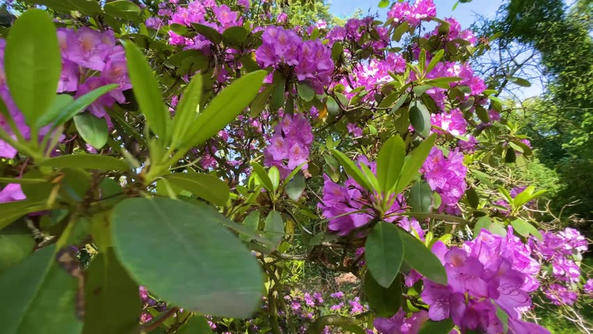 Rhododendron flowers bush macro movement