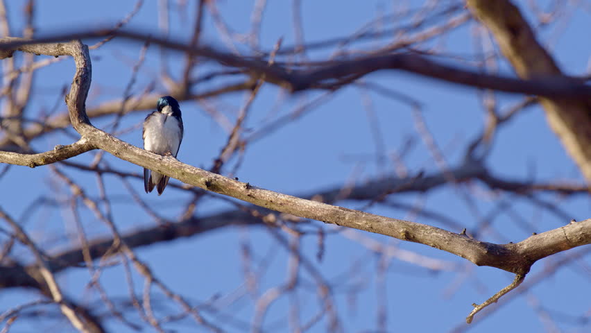 Incredible slow-mo sequence of purple martins showcasing flight tricks on a beautiful spring day.