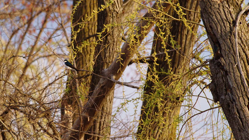 Purple martins pirouette through the morning air in graceful slow motion.