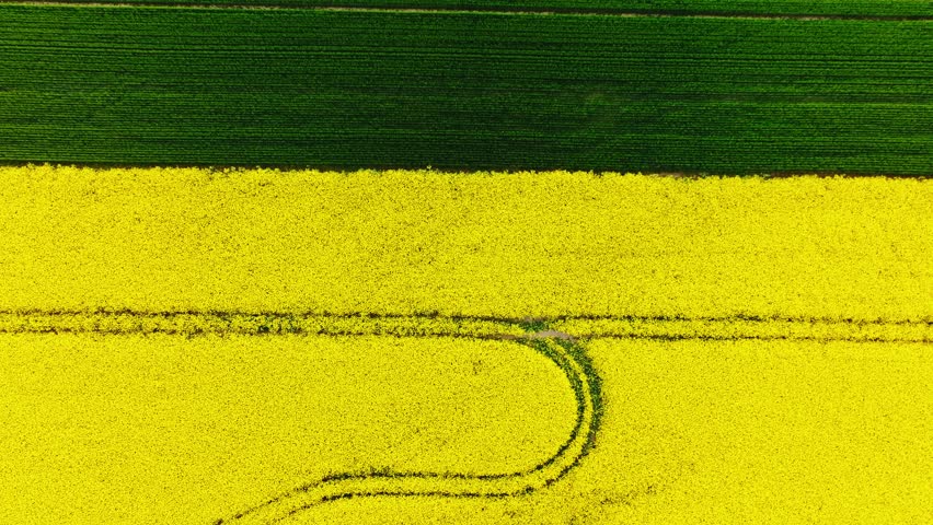 Slow motion top view, contrasting crops and elegant curved path Latvian farmland