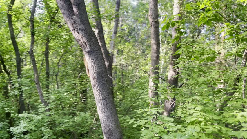 Cute squirrel climbing on a tree in the park and peeking out playfully from different sides. Adorable wild animal in natural environment on a sunny day, urban wildlife scene, close-up view